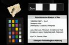 Foto (Objekt + Etiketten) von Decapoda indet. 
